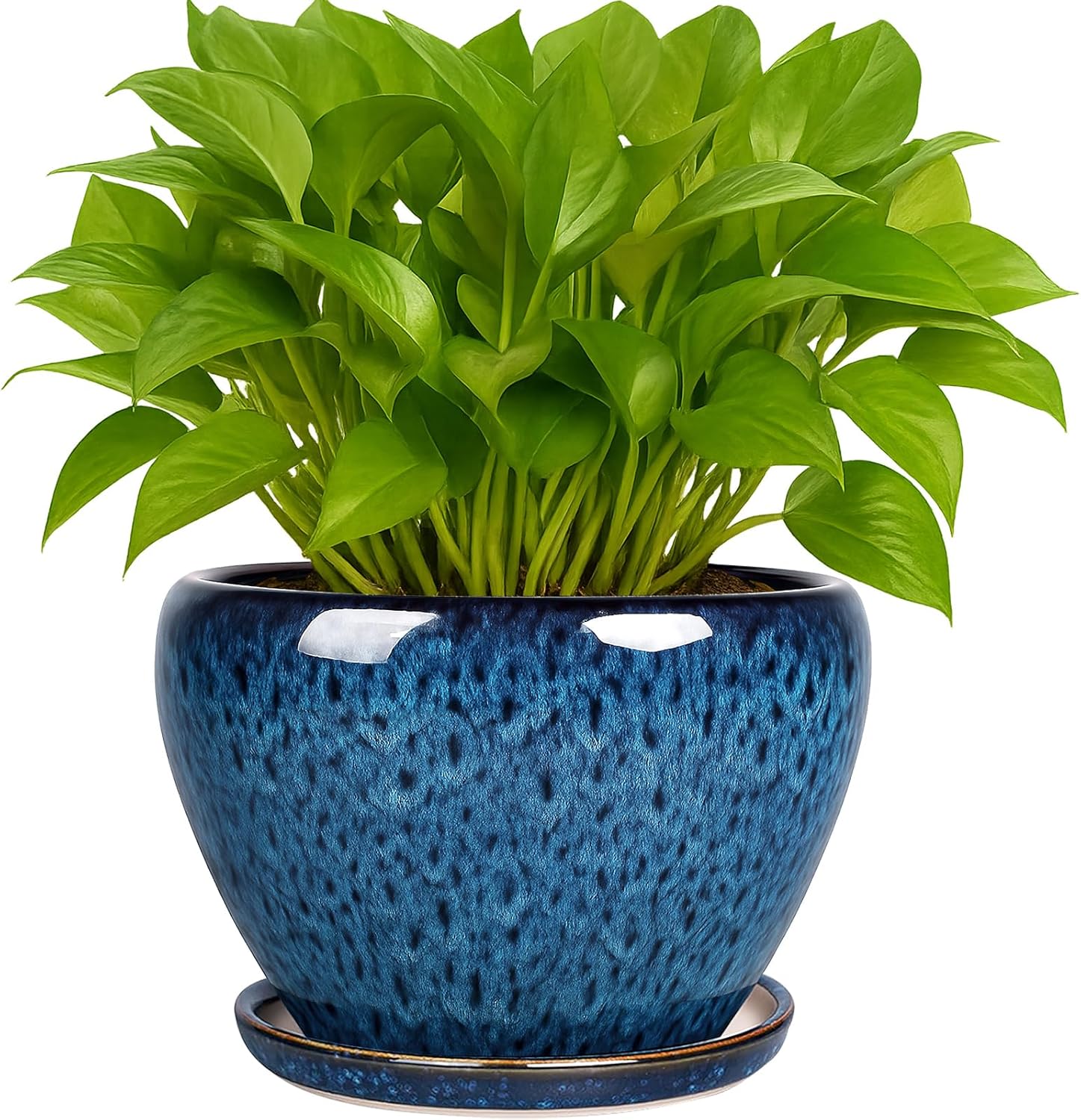 Snake Plant Ceramic - 6 Inch Ceramic Plant Pots with