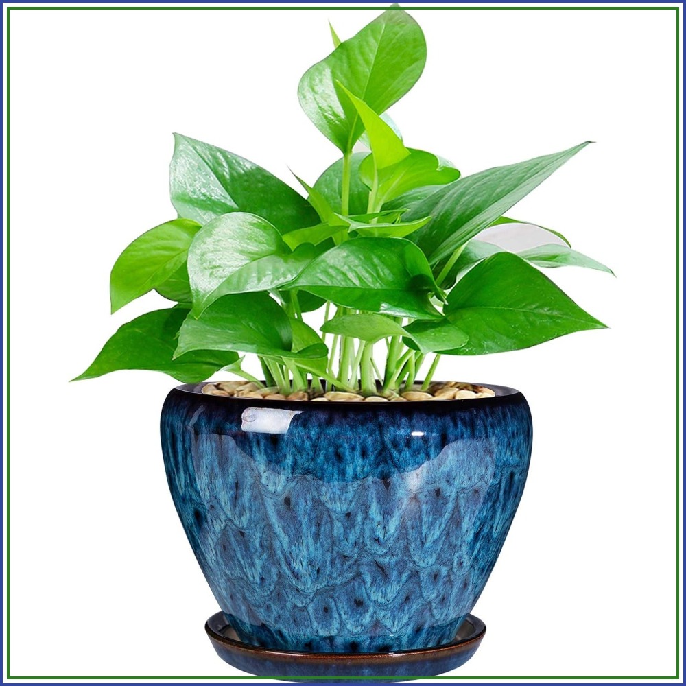 Snake Plant Ceramic - Ceramic Succulent Planter Pot 6 Inch