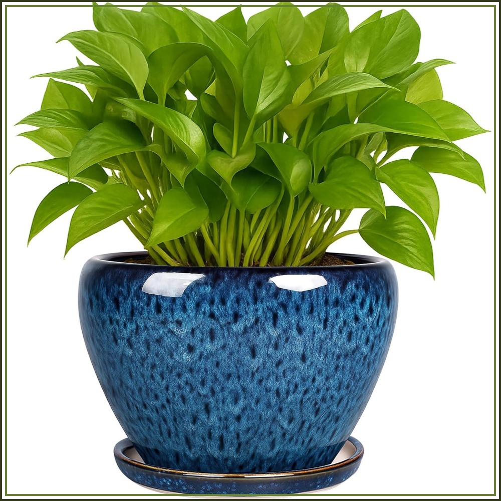 6 Inch Ceramic Plant Pot with  - مراجعة Snake Plant Ceramic وسعره