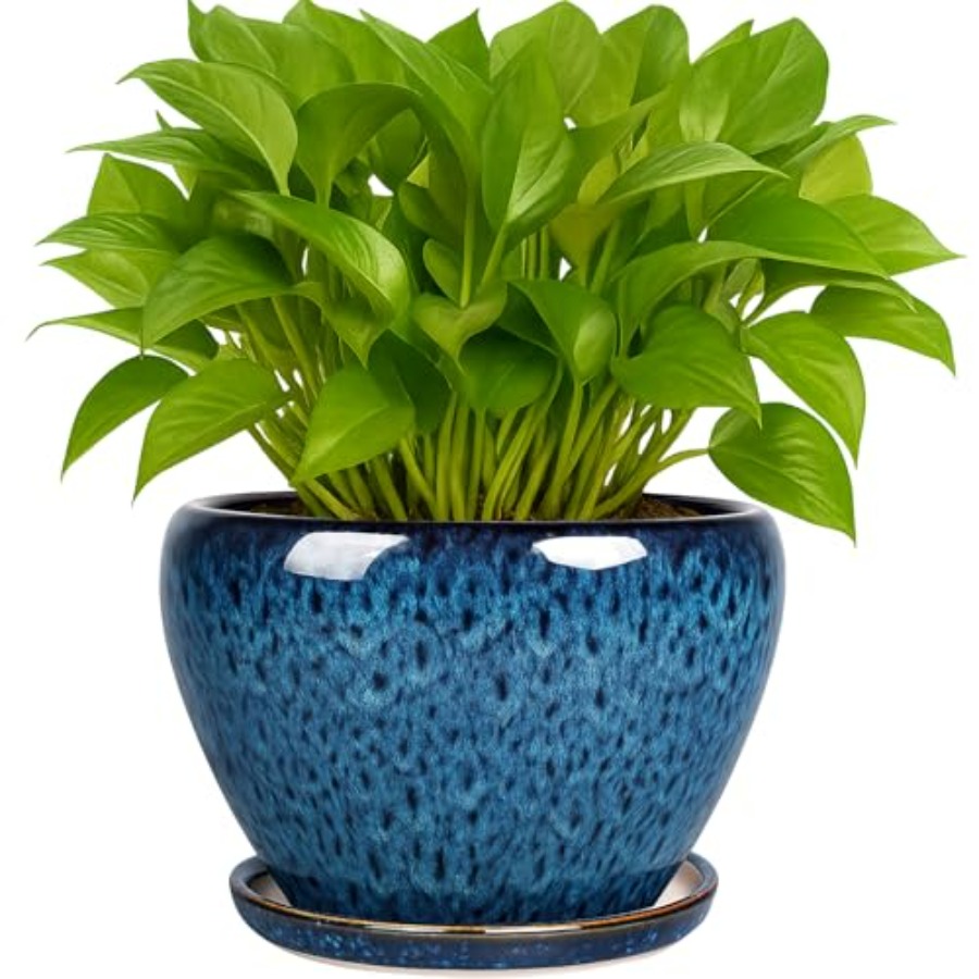 Plant Pots- Ceramic Planter Po - مراجعة Snake Plant Ceramic وسعره