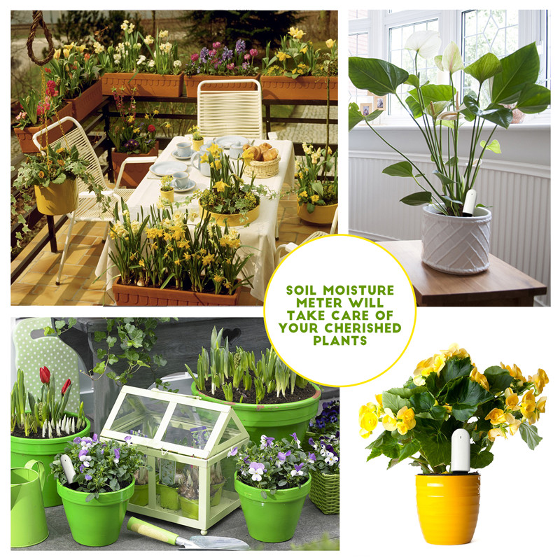 HHCC Xiaomi Flower Care Smart  - مراجعة Plant Parent App وسعره
